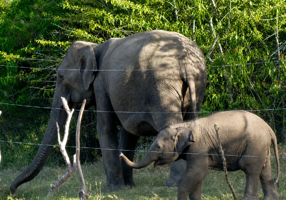 Gabon : qui paie le prix de la protection des éléphants ?
