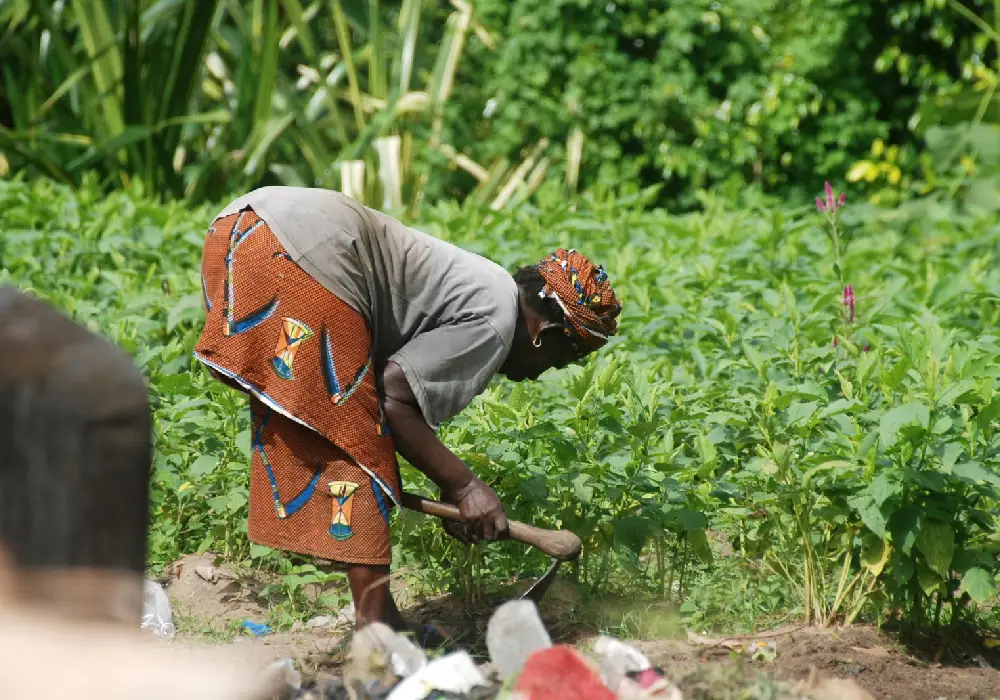 Ogooué-Ivindo : quand les éléphants éloignent les agriculteurs de leurs terres 