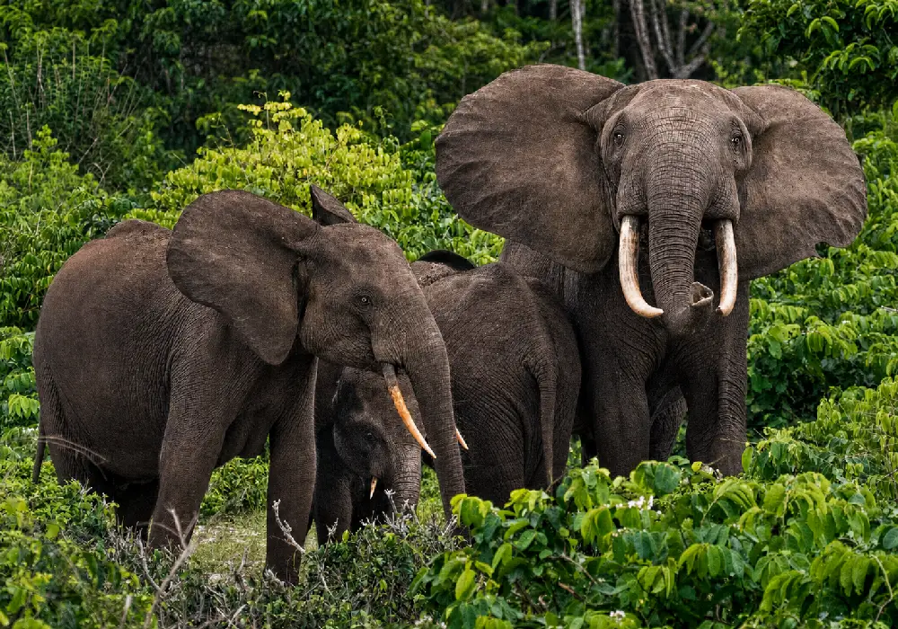 "Gabon Infini ": le pari d’un petit pays pour devenir le gardien de la planète