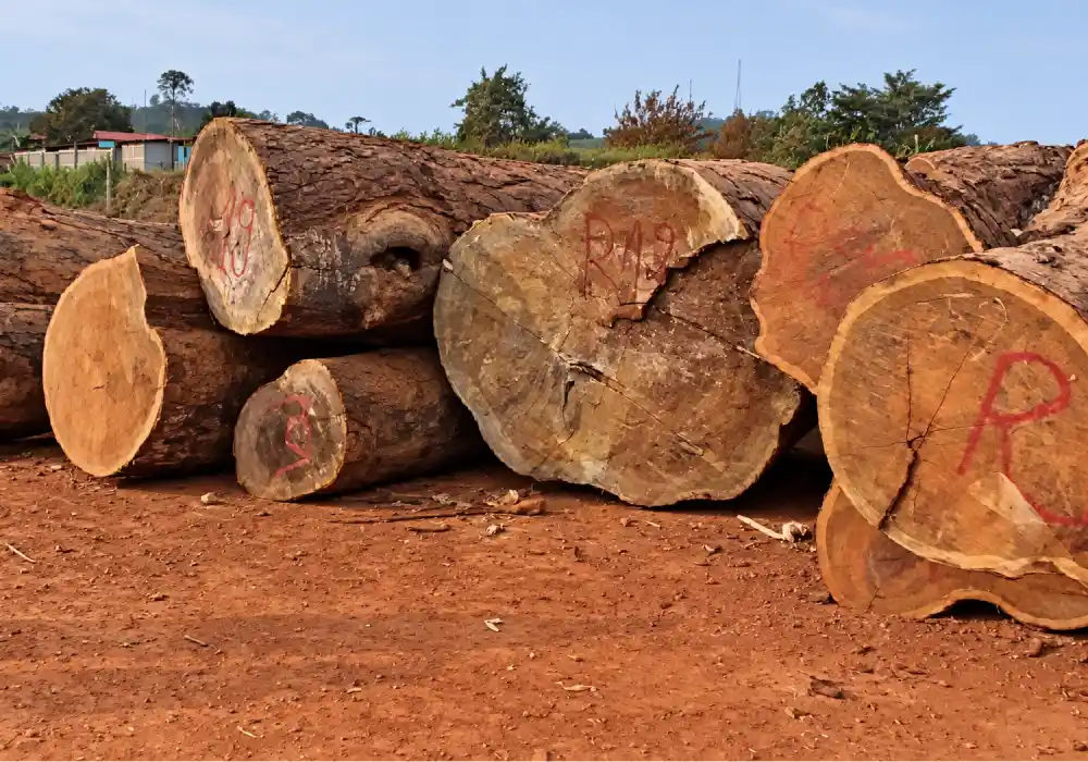 Bois précieux : le Gabon verrouille la traçabilité du Kévazingo et de l’Ebana