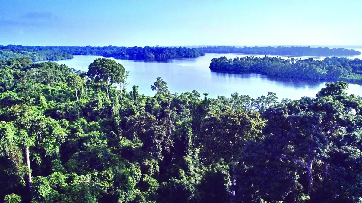 ET SI LA CEMAC MISAIT DAVANTAGE SUR SES FORETS ? LE GABON EST L’EXEMPLE A SUIVRE