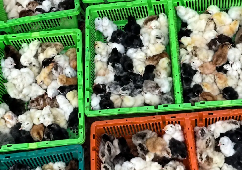 Filière avicole : le Gabon soutient 150 fermes pilotes